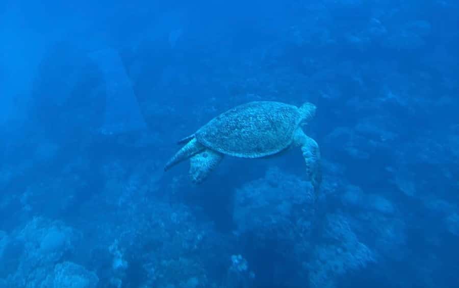 Marsa Alam: Nefertari Sunset Turtle Bay Cruise with Dinner - Key points at a glance