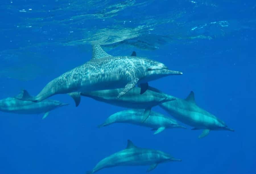 Marsa Alam: Nefertari Sunset Turtle Bay Cruise with Dinner - Who will enjoy this most?