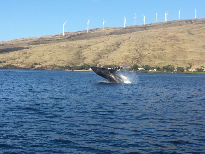 Maui: Eco-Friendly Whale Watching Tour from Ma'alaea Harbor - Key points at a glance
