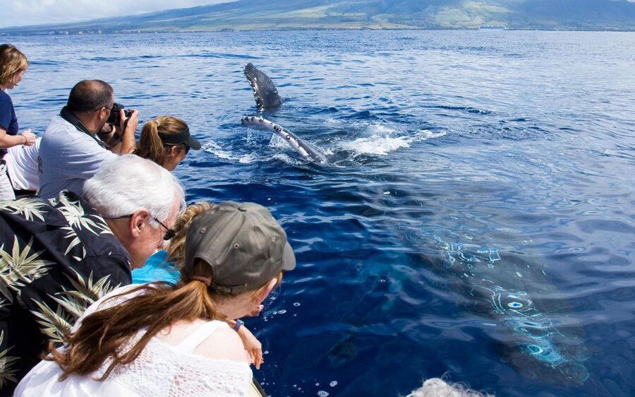 Maui: Eco-Friendly Whale Watching Tour from Ma'alaea Harbor - Starting at Maalaea Harbor Village