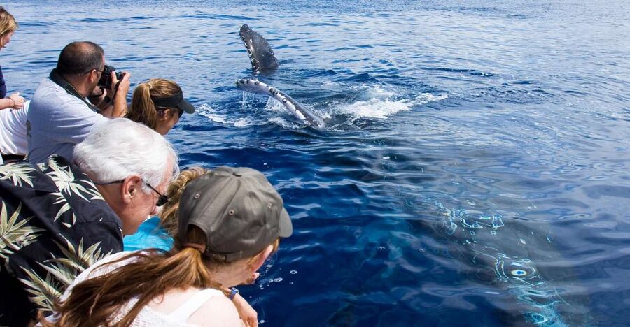 Maui: Eco-Friendly Whale Watching Tour from Ma'alaea Harbor - The sound of whales through hydrophones