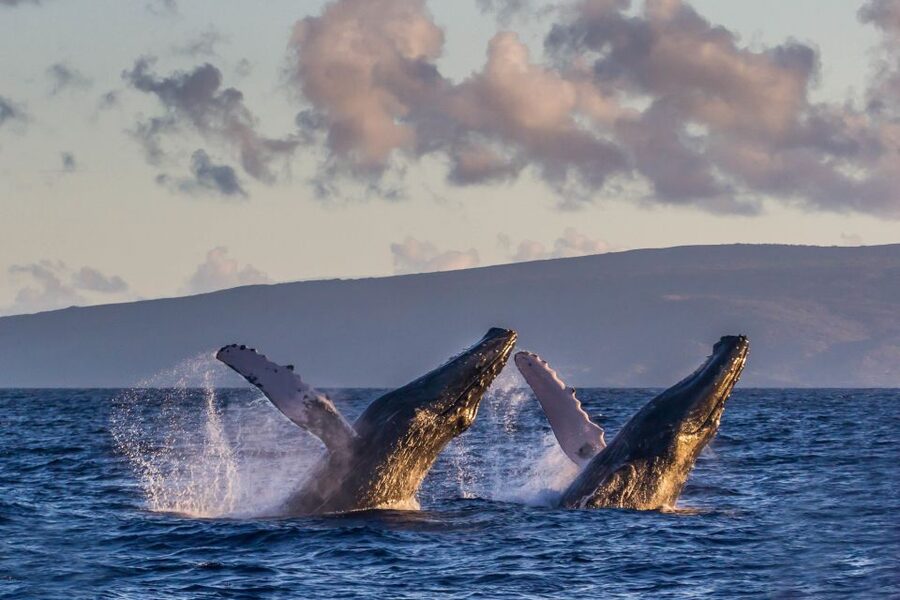Maui: Eco-Friendly Whale Watching Tour from Ma'alaea Harbor - Why the Marine Naturalists matter
