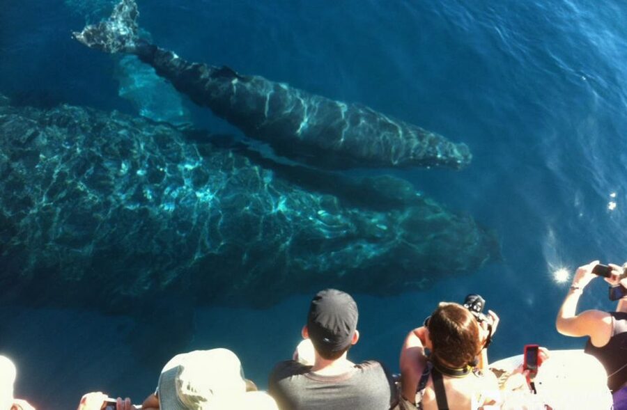 Maui: Eco-Friendly Whale Watching Tour from Ma'alaea Harbor - Practical advice before you board