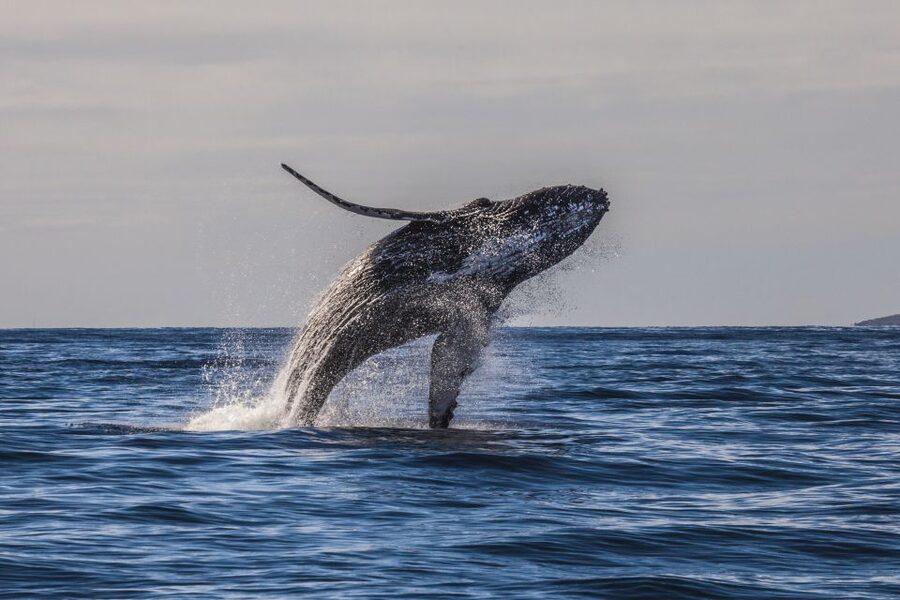 Maui: Eco-Friendly Whale Watching Tour from Ma'alaea Harbor - Who will get the most from this whale watch
