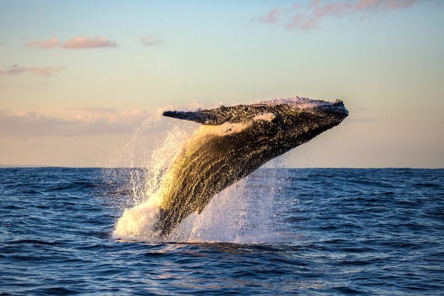Maui: Eco-Friendly Whale Watching Tour from Ma'alaea Harbor - Two hours on the water near Maui