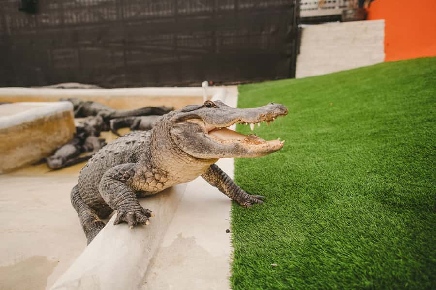 Miami: Everglades Experience, Bay Cruise & Open-Top Bus Tour - Three Miami Experiences for One $80 Ticket