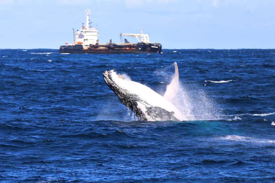 Newcastle: Humpback Whale Watching Cruise and Harbor Tour - Newcastle Harbour before the open water