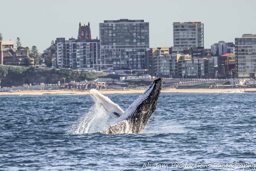 Newcastle: Humpback Whale Watching Cruise and Harbor Tour - The outer beaches and Newcastle coast