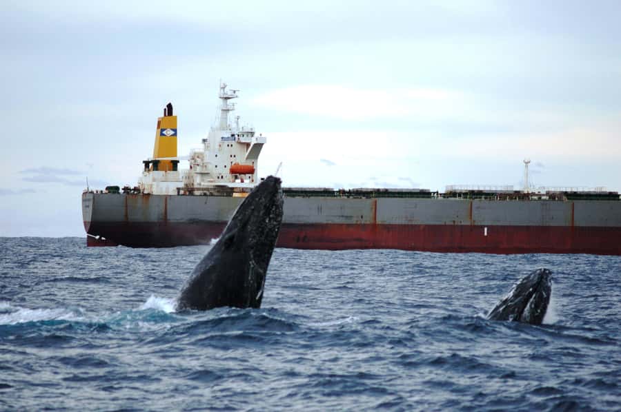 Newcastle: Humpback Whale Watching Cruise and Harbor Tour - Commentary that gives the sightings context