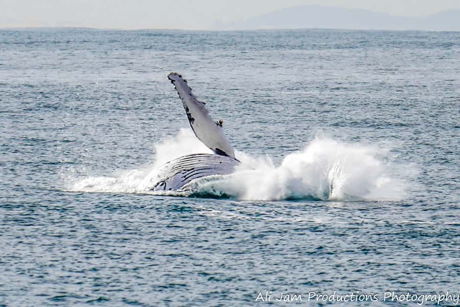 Newcastle: Humpback Whale Watching Cruise and Harbor Tour - Morning tea, afternoon tea, and onboard drinks