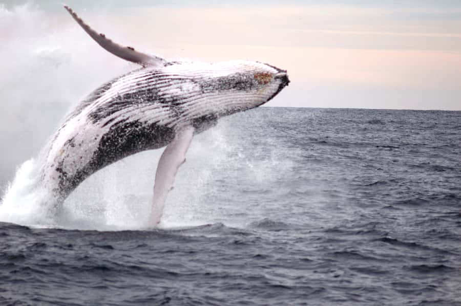 Newcastle: Humpback Whale Watching Cruise and Harbor Tour - Who will enjoy this Newcastle cruise?