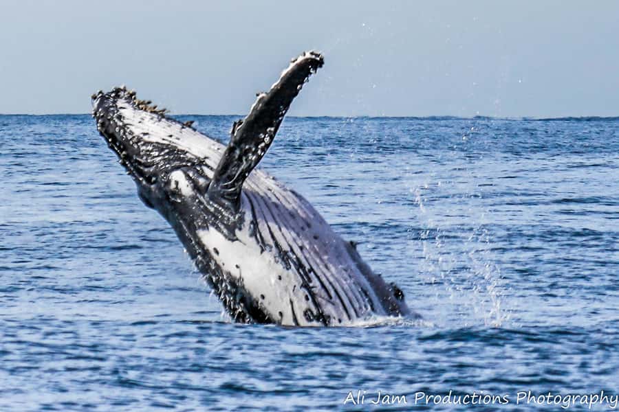 Newcastle: Humpback Whale Watching Cruise and Harbor Tour - Watching humpback whales on their seasonal route