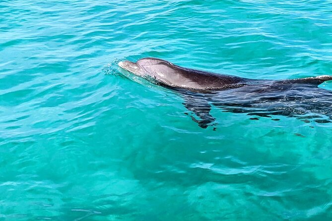 One Hour Harbor Shared Tour with Dolphin Watching - Key points to know before you book