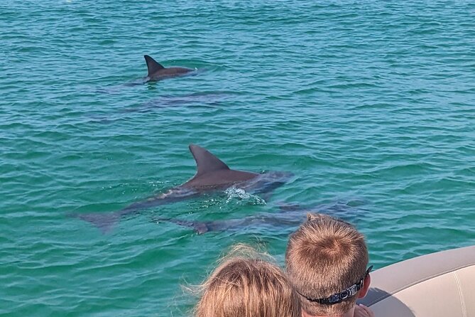 One Hour Harbor Shared Tour with Dolphin Watching - Meeting point and timing tips
