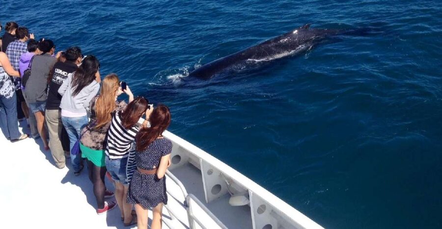 Perth: Whale Watching Cruise from Hillarys Boat Harbour - Key points to know before you book