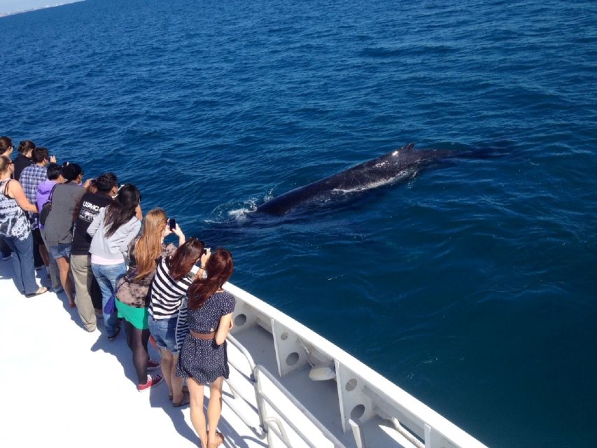 Perth: Whale Watching Cruise from Hillarys Boat Harbour - Why Hillarys is a good starting point for whale watching