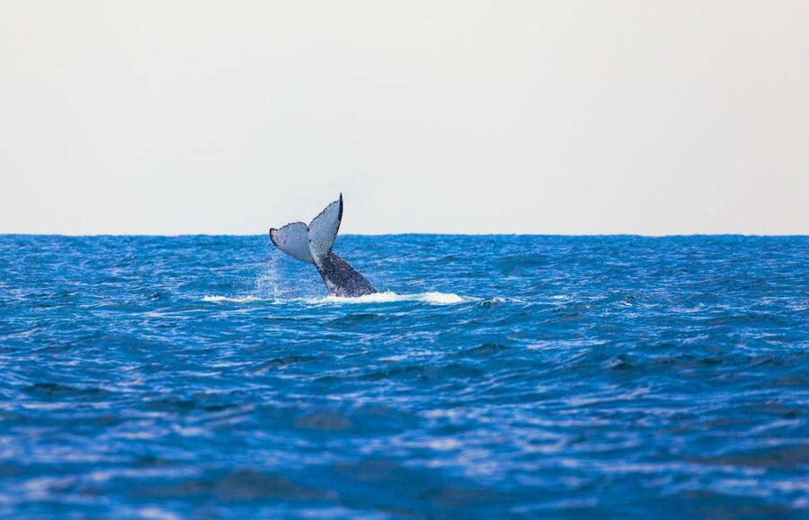 Perth: Whale Watching Cruise from Hillarys Boat Harbour - Three viewing areas and a useful open deck