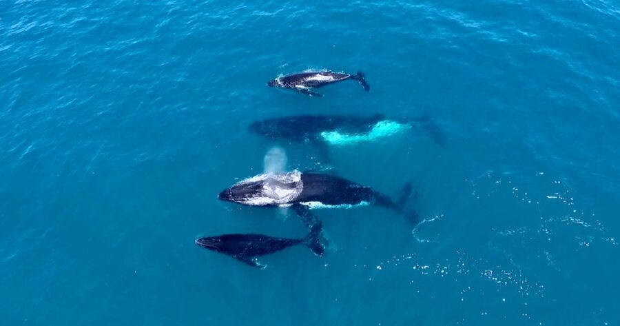 Perth: Whale Watching Cruise from Hillarys Boat Harbour - What the marine biologist adds
