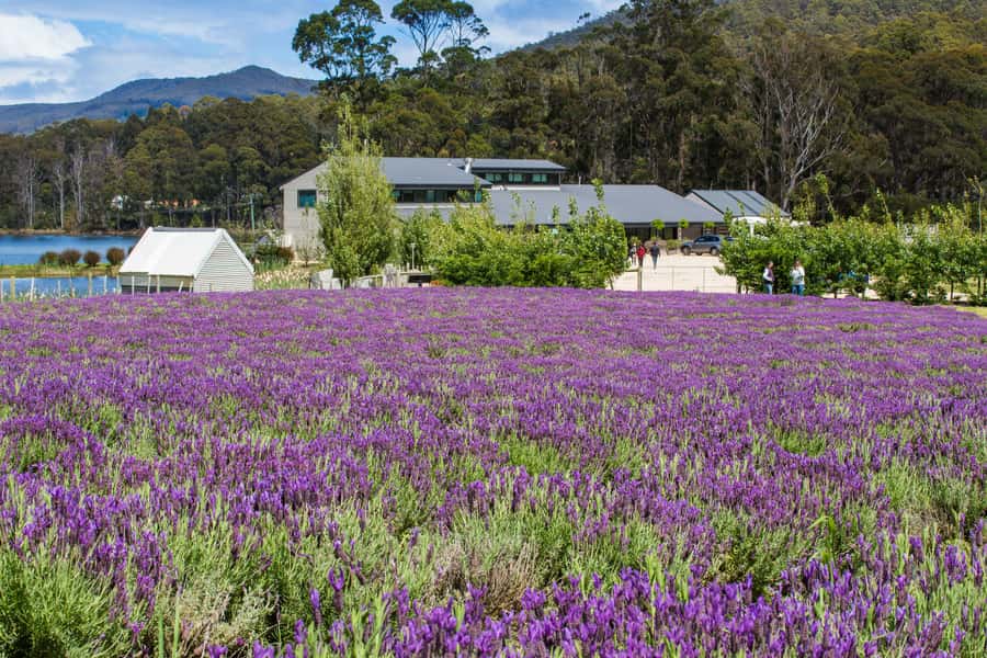 Port Arthur Tasman Sights with Harbour Cruise - Four hours at Port Arthur, or three hours plus Remarkable Cave