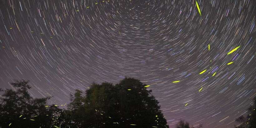 Puerto Princesa: Firefly Watching Bay Cruise with Dinner - Pickup is useful, but communication can be uneven