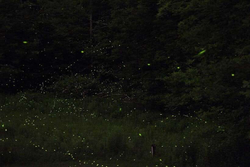 Puerto Princesa: Firefly Watching Bay Cruise with Dinner - Dinner on the boat adds real value