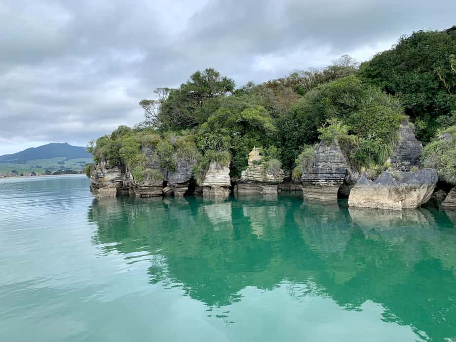 Raglan: Scenic Harbour Sunset Cruise - Wildlife watching without turning it into a wildlife tour