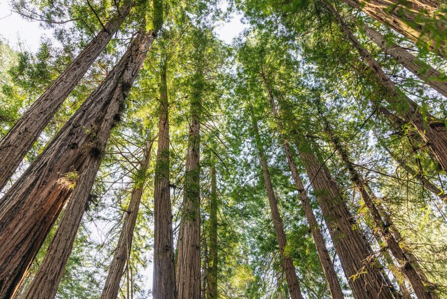 San Francisco: Muir Woods, Sausalito and SF Bay Cruise - One hour to see Sausalito