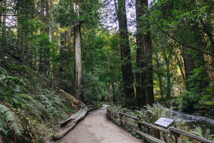 San Francisco: Muir Woods, Sausalito and SF Bay Cruise - FAQ
