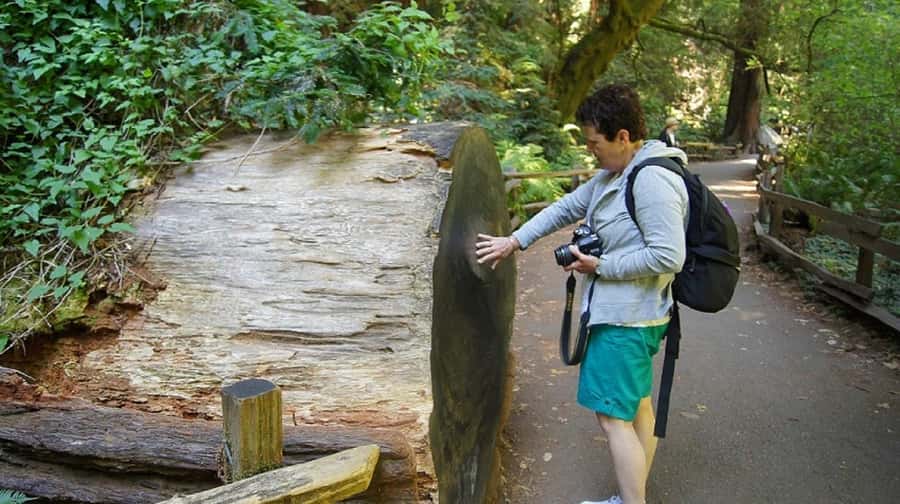 San Francisco: Muir Woods Tour & Golden Gate Bay Cruise - Key points at a glance