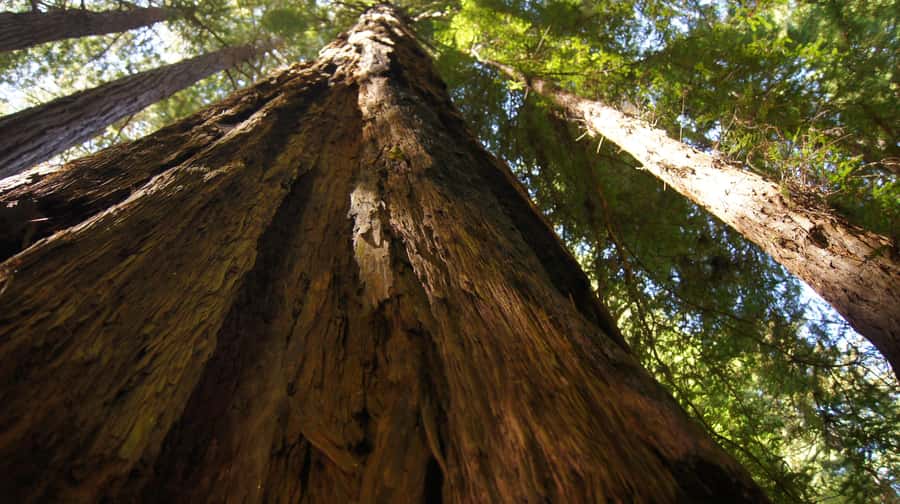San Francisco: Muir Woods Tour & Golden Gate Bay Cruise - The short Sausalito stop that may feel too short