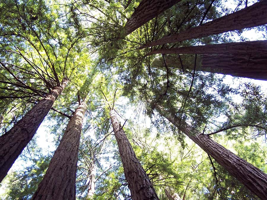 San Francisco: Muir Woods Tour & Golden Gate Bay Cruise - Walking beneath Muir Woods’ giant trees