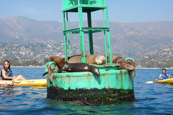 Sea Lion Kayak Tour - Santa Barbara Harbor - Key points to know before you paddle