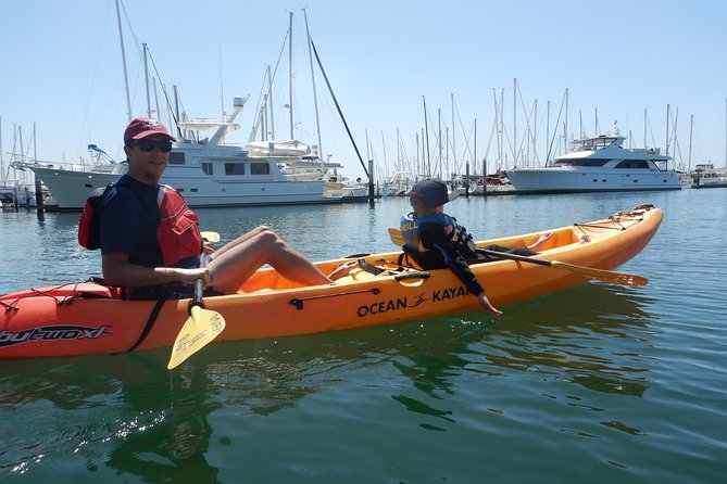 Sea Lion Kayak Tour - Santa Barbara Harbor - Wildlife possibilities, from dolphins to gray whales