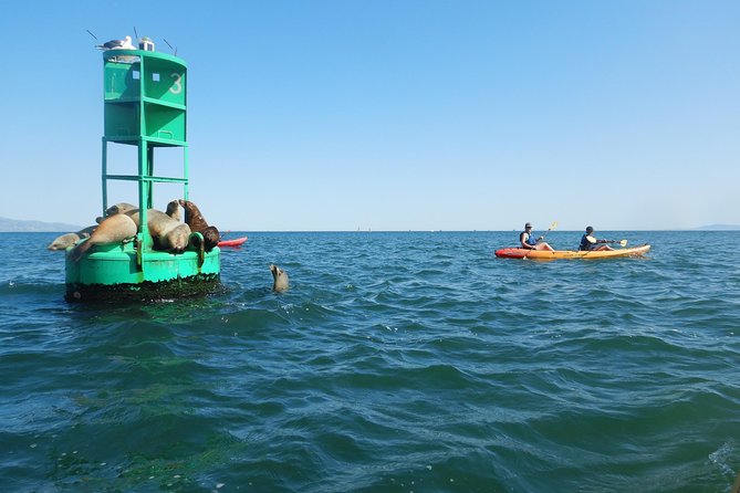 Sea Lion Kayak Tour - Santa Barbara Harbor - Wind, water conditions, and what to bring mentally