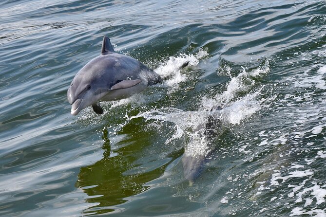 St. Augustine Dolphin Watch and Historical Harbor Tour - A 90-minute look at St. Augustine from the water