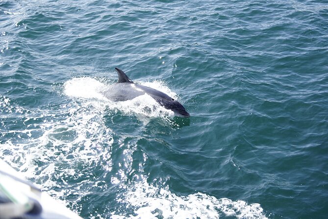 St. Augustine Dolphin Watch and Historical Harbor Tour - Weather, cancellations, and the right clothes