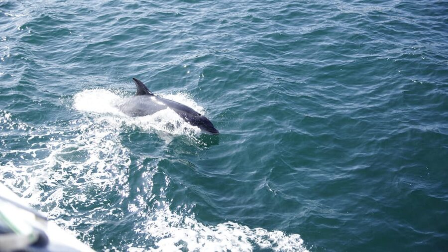 St. Augustine: Dolphin Watching Harbor Tour with Drinks - How the 90 Minutes Usually Unfold