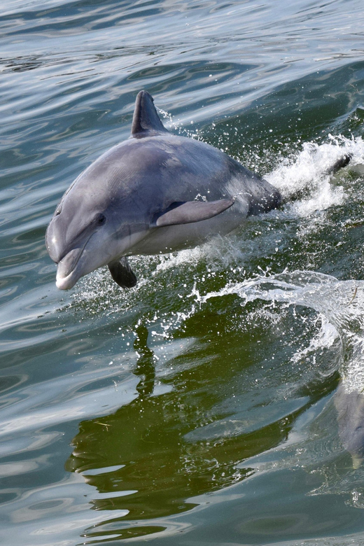 St. Augustine: Dolphin Watching Harbor Tour with Drinks - Should You Book the St. Augustine Dolphin Tour?