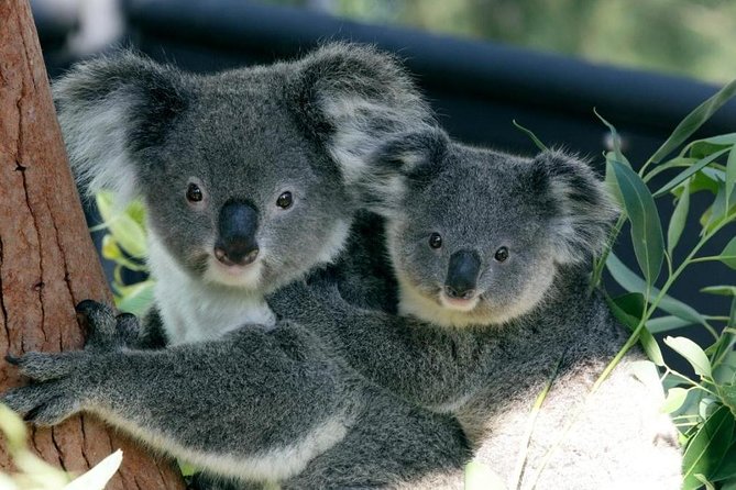 Taronga Zoo Entry & Return Ferry - Sydney Harbour - Why the ferry ride makes this zoo visit special