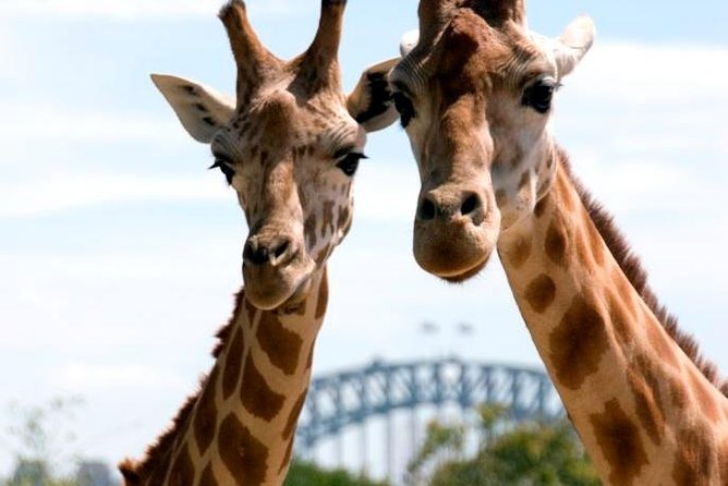 Taronga Zoo Entry & Return Ferry - Sydney Harbour - Circular Quay Wharf 6 and the first ferry