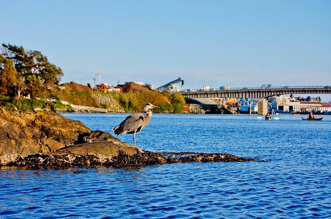 Victoria Harbour Kayak Tour - What the water feels like in changing weather