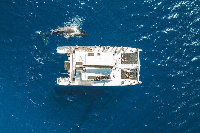 West Maui Snorkel & Sail - Snorkeling With Turtles, Coral, and Reef Fish
