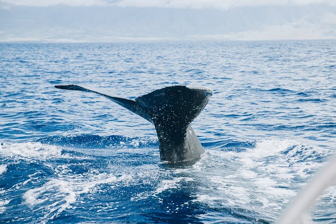 West Maui Snorkel & Sail - Who Will Get the Most From This Trip?