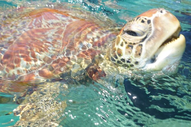 Whisper Cruises - One-Hour Turtle Spotting Bay Cruise - Key points at a glance