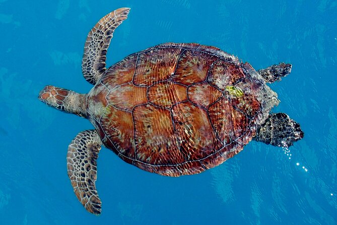Whisper Cruises - One-Hour Turtle Spotting Bay Cruise - Setting out from Sorrento Restaurant and Bar