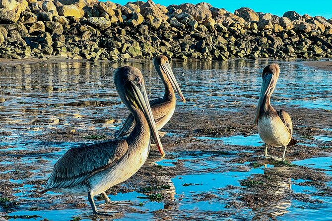 Wildlife Kayak Tour in Santa Barbara Harbor (2 Hours) - Key points to know before you paddle